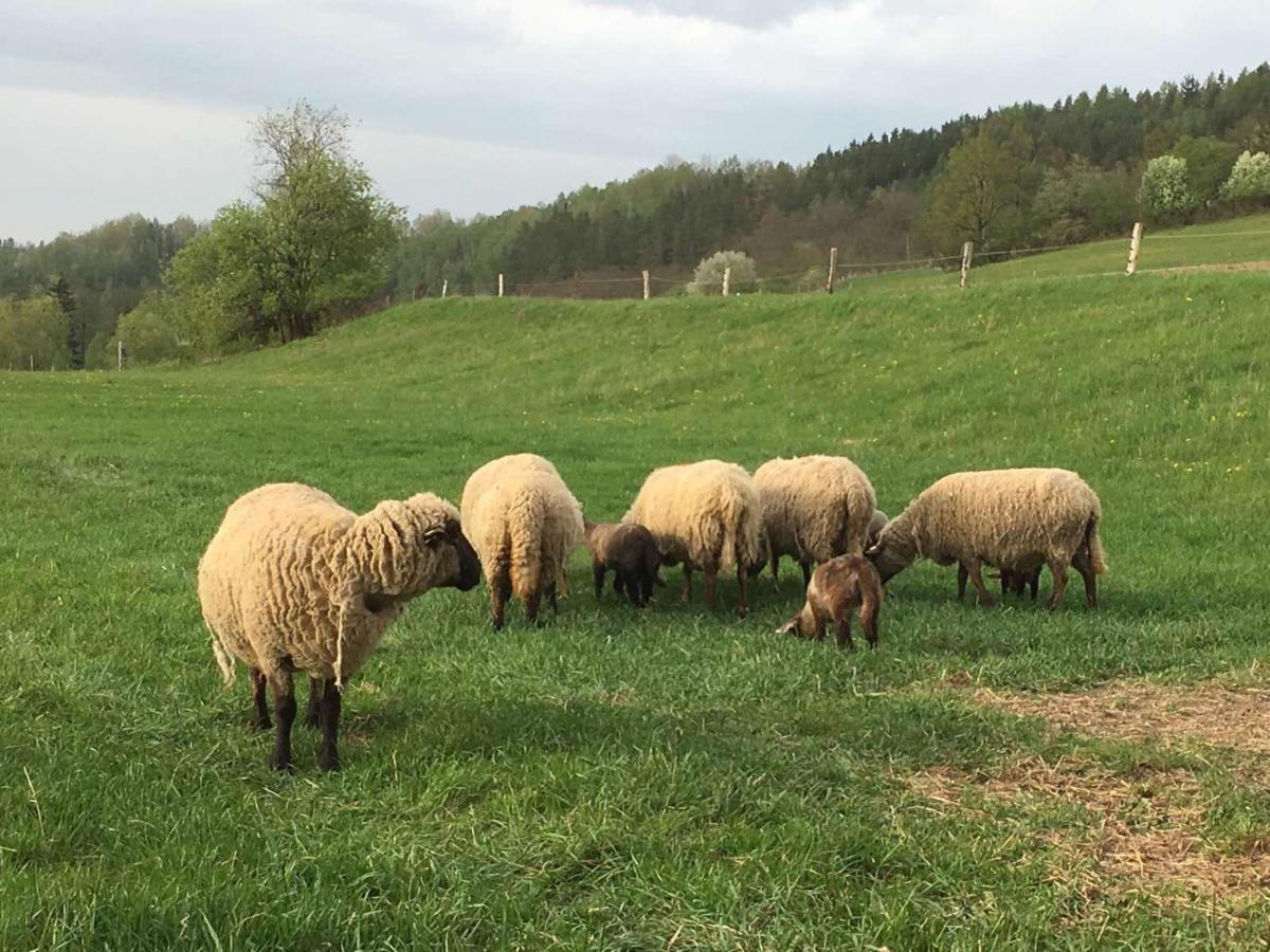 Appartamento Statek Stranovice Malenitz Esterno foto
